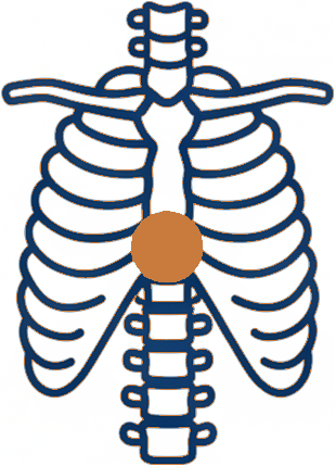 Line illustration of the spine
