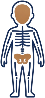 Line illustration of a child's skeleton